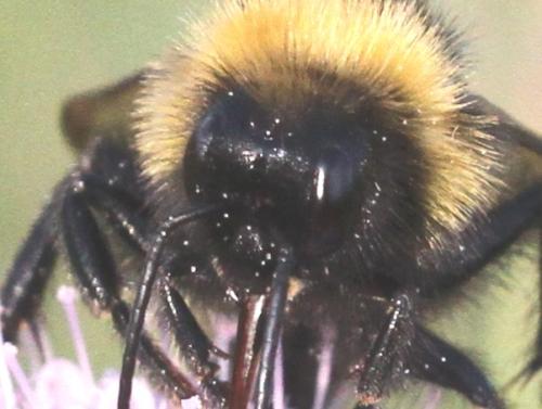 Bombus campestris